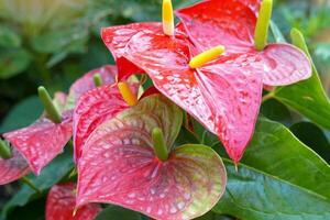 Las flores rojas de anturio en el jardín se cultivan comúnmente como plantas ornamentales y flores cortadas. enfoque suave y selectivo. foto