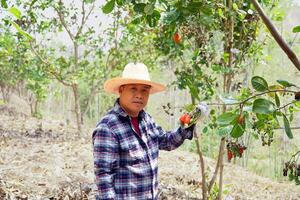 Farmers take bunches of cashews from the trees to inspect the quality of the produce. The fruit looks like rose apple or pear. At the end of the fruit there is a seed, shaped like a kidney. photo