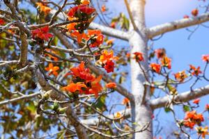 rojo algodón árbol es un perenne planta. flores a el termina de el sucursales. el soltero flores son grande y agrupados en rojo y naranja. el base de el flor es un sólido taza o cáliz atascado juntos. foto