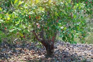 The cashew trees in the garden were full of ripe, bright red fruit. The fruit looks like rose apple or pear. At the end of the fruit there is a seed, shaped like a kidney. photo