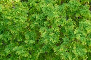 Top view of the surface of a tamarind leaf from a tree. The leaves have a beautiful gradient of light green of young leaf tips to dark green of older leaves. photo