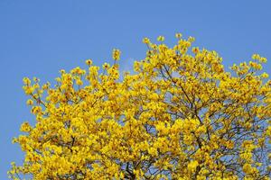 dorado árbol flores en el tiempo de día cielo azul fondo, amarillo flores el en forma de copa cáliz es peludo marrón. el pétalos son conectado a formar un en forma de trompeta tubo. naturaleza antecedentes concepto foto