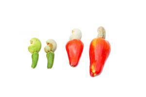 isolated young and ripe of cashew nuts on a white background. The fruit is red and at the end of the fruit is a seed shaped like a kidney. photo