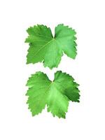 isolated grape leaves on white background. The leaves are oval-shaped with pointed tips and heart-shaped bases. The edges of the leaves are serrated like sawtooth. photo