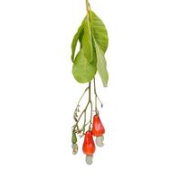 Isolated Bunch of cashew nuts on white background. The fruit looks like rose apple or pear. The young fruit is green. When ripe, it turns red-orange. At the end of the fruit there is a seed. photo