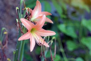 Orange Amaryllis flowers. Asian people believe that if they can be planted to flower simultaneously in all four or four directions, it will result in the grower having good fortune. photo