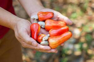 Cashew fruit in the hands of farmers. The fruit looks like rose apple or pear. The young fruit is green. When ripe, it turns red-orange. At the end of the fruit there is a seed, shaped like a kidney. photo