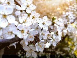 Flowering fruit trees in the spring garden. Close-up view. photo