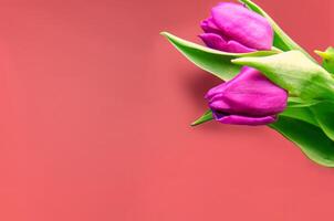 Fresh flower composition, bouquet of bi color tulips photo