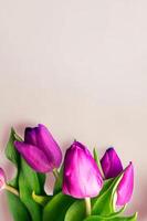 Fresh flower composition, bouquet of bi color tulips photo