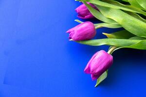 Flowers tulips pink with bright green stems and leaves on a blue background. photo