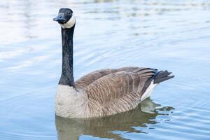 Canadian geese, Branta canadensis on the lake. photo