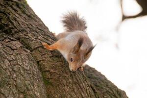 Close-up shot of the Red Squirrel photo