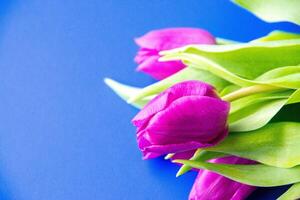 Flowers tulips pink with bright green stems and leaves on a blue background. photo