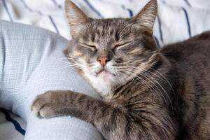 A tabby cat lies on a bed in pillows and looks at the camera photo