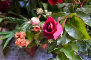 un rosado Rosa en lleno floración. hermoso rosado flor en el jardín foto