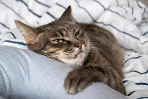 A tabby cat lies on a bed in pillows and looks at the camera photo