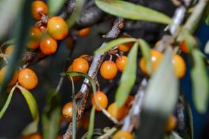 mar espino cerval, superficial profundidad de campo borroso. el utilizar de jugos, compotas, vinos, mar espino cerval aceite. esta petróleo es usado en medicina y cosmetología, eso es parte de lociones, ungüentos, medicamentos. foto