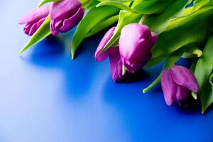 Flowers tulips pink with bright green stems and leaves on a blue background. photo