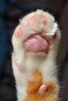 Cat paw close up. Domestic pet resting. Soft cat's foot photo