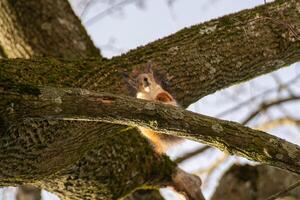 Close-up shot of the Red Squirrel photo