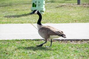 Canadian geese, Branta canadensis on the lake. photo