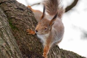 Close-up shot of the Red Squirrel photo