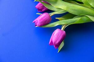 Flowers tulips pink with bright green stems and leaves on a blue background. photo