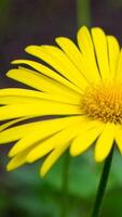 A vertical shot of the oriental leopard's-bane flower. photo