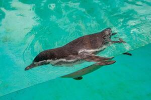 Beautiful swimming seal at underwater in the zoo. photo