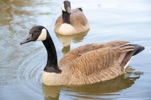 Canadian geese, Branta canadensis on the lake. photo