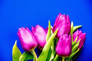 Flowers tulips pink with bright green stems and leaves on a blue background. photo