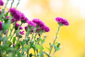 ramo de flores de rojo crisantemos en un blanco antecedentes aislado foto