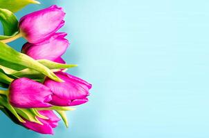 Fresh flower composition, bouquet of bi color tulips photo