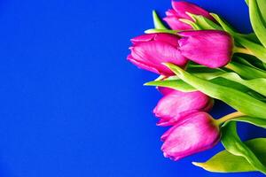 Flowers tulips pink with bright green stems and leaves on a blue background. photo