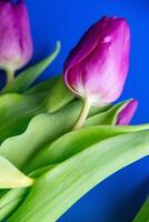 Flowers tulips pink with bright green stems and leaves on a blue background. photo