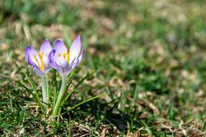 Yellow blooming crocuses flowers, spring flowers growing in garden photo