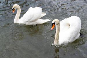 Beautiful white Swans couple close up on the pond water. photo