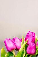 Fresh flower composition, bouquet of bi color tulips photo