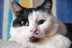 A white cat with black spots lies on a white radiator photo