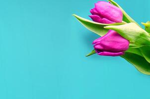 Fresh flower composition, bouquet of bi color tulips photo