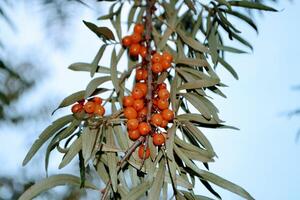 Sea buckthorn, shallow depth of field blurred. The use of juices, compotes, wines, sea buckthorn oil. This oil is used in medicine and cosmetology, it is part of lotions, ointments, medicines. photo