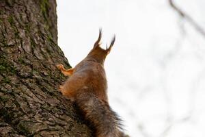 de cerca Disparo de el rojo ardilla foto