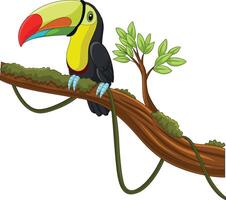 dibujos animados tucán pájaro en un árbol rama vector