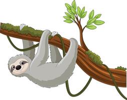 Cartoon sloth hanging on a tree branch vector