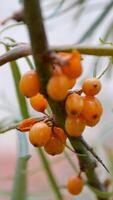 Sea buckthorn, shallow depth of field blurred. The use of juices, compotes, wines, sea buckthorn oil. This oil is used in medicine and cosmetology, it is part of lotions, ointments, medicines. photo