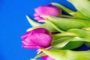 Flowers tulips pink with bright green stems and leaves on a blue background. photo