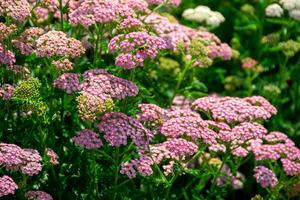 Close up image of little pink flowers in the park with green background. photo