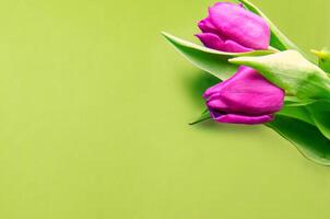 Fresh flower composition, bouquet of bi color tulips photo