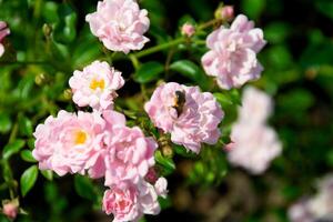 hermosa rosas arbusto en jardín, rosas para enamorado día. foto